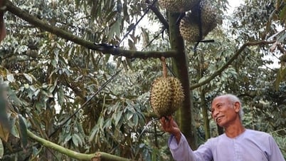 Cần chiến lược phát triển bền vững sản phẩm sầu riêng