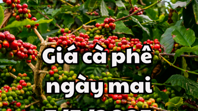 Tin tức, dự báo giá cà phê ngày mai 7/5/2025: Chững lại hoặc giảm nhẹ