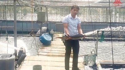 Sturgeon farming for high economic efficiency