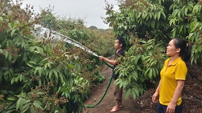 Bac Giang : 3 codes supplémentaires pour les zones de culture du litchi exporté vers les États-Unis
