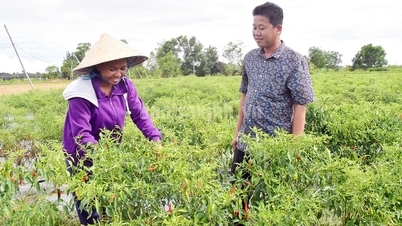 Hiệu quả từ liên kết trồng ớt chỉ thiên và bắp giống