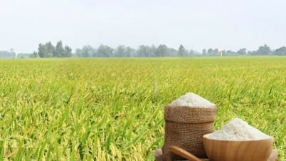 Giá lúa gạo hôm nay ngày 6/5: Lúa tươi giảm mạnh