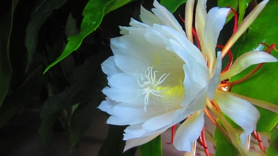 Chỉ một lần thôi