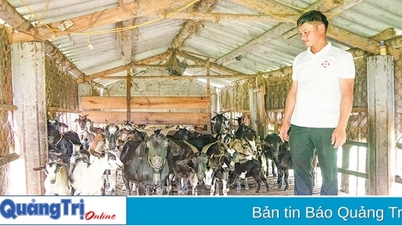 ប្រាក់ចំណូលរហូតដល់ 350 លានដុងក្នុងមួយឆ្នាំពីការចិញ្ចឹមពពែ