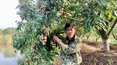 Hưng Yên: Nhãn chín sớm giá đến 70.000/kg