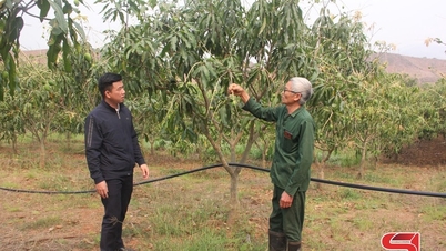 Nông dân Yên Châu tích cực chăm sóc xoài tròn