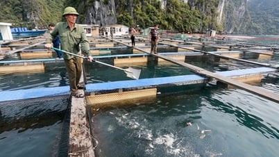첨단 해양 양식은 양식 산업의 지속 가능한 발전에 기여합니다.