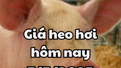 Giá heo hơi hôm nay 7/5/2025: Miền Nam tiếp tục giảm không phanh, miền Bắc vẫn giữ đáy