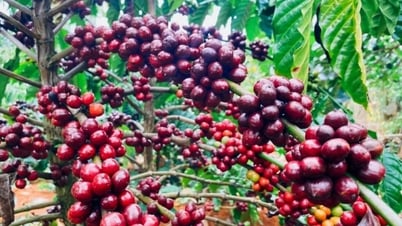Giá nông sản ngày 7/5: Giá hồ tiêu giảm nhẹ, cà phê ổn định