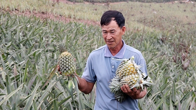 Bắc Giang: Dứa được mùa, được giá