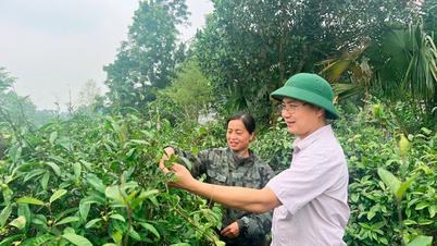Lila Morinda officinalis-Pflanze im Land Thai Hoa