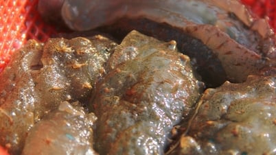 이상한 '바다 토끼' 종이 맛있는 당면을 탄생시켜 식사하는 사람들을 미치게 만든다