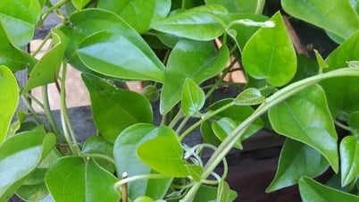 Loại lá có nhiều vào mùa hè vừa giải nhiệt vừa kiểm soát đường huyết tốt, đem làm nhiều món ngon mát bổ
