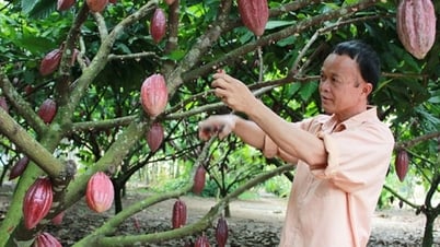 Những thác thức của ngành ca cao trước sự tăng trưởng nóng
