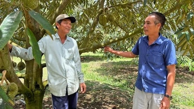 Chuyện về Tổ tư vấn sầu riêng Đức Phổ