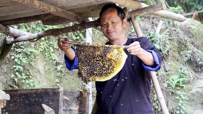 木倉仔蜂蜜の生産量は年間65～70トンに達する