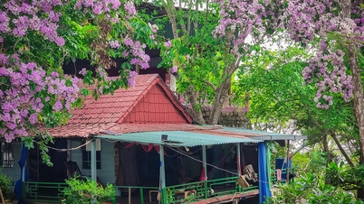 Sắc tím trên non
