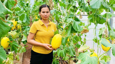 Trồng cây ăn quả theo tiêu chuẩn: Giải pháp ổn định đầu ra cho nông dân