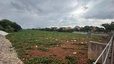 Bèo tây, rác thải phủ kín sông Đĩnh Đào