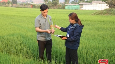 Chủ động phòng trừ sâu bệnh, đảm bảo vụ lúa xuân bội thu