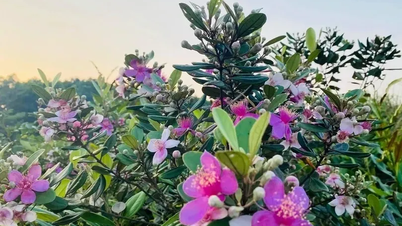 Lễ hội hoa sim biên giới diễn ra từ ngày 17-18/5