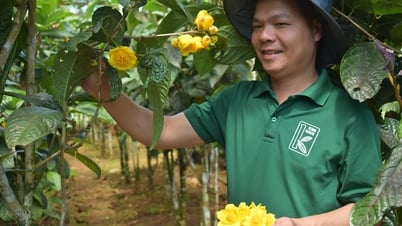 Gắn sản xuất với chế biến nhựa thông, dược liệu trong rừng