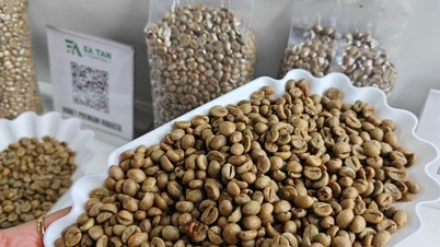 Giá cà phê hôm nay 7-5: Robusta 'hàng giấy' giảm, hàng thực vẫn cao