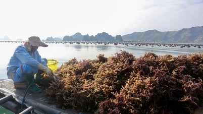 Entwicklung landwirtschaftlicher, forstwirtschaftlicher und fischereilicher Produkte auf der Grundlage der Marktvielfalt
