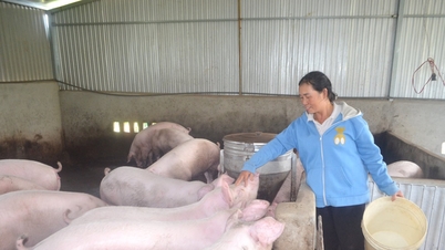 Đắk Nông không chủ quan với dịch bệnh trên vật nuôi