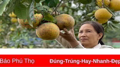Xây dựng vùng cây ăn quả có giá trị kinh tế cao