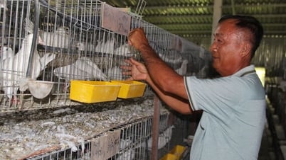 Ganó más de mil millones de dongs gracias a la cría de palomas híbridas francesas