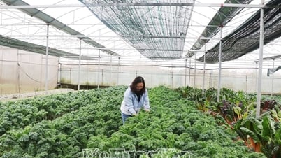 Thu lãi tiền tỷ từ sản xuất rau sạch theo tiêu chuẩn VietGAP