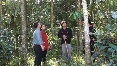 ដំណើរ "មាសបៃតង"