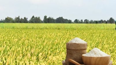 Reispreis heute, 7. Mai: Frischreis sinkt weiter