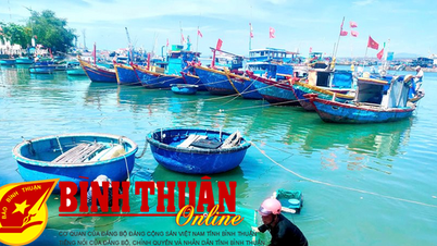 Phan Thiet : Pendant la saison de la pêche aux petits poissons, les gens gagnent des millions de dongs chaque jour.