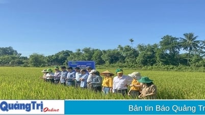 Không ngừng làm mới bộ giống lúa chủ lực của tỉnh