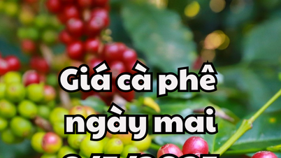 Tin tức, dự báo giá cà phê ngày mai 8/5/2025: Giá cà phê trong nước tiếp tục sụt giảm