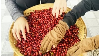Giá cà phê Arabica tiến sát mốc 8.600 USD/tấn