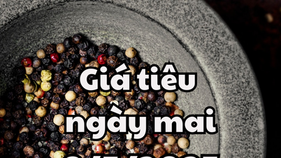 Tin tức, dự báo giá tiêu ngày mai 8/5/2025: Giá tiêu trong nước tiếp tục chuỗi giảm