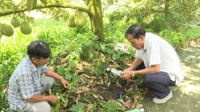 Nâng cao giá trị sầu riêng theo hướng hữu cơ