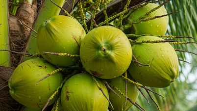 ថ្ងៃ​ថ្មី​ជាមួយ​ព័ត៌មាន​សុខភាព៖ មនុស្ស​ខាងក្រោម​គួរ​ប្រយ័ត្ន​ពេល​ផឹក​ទឹកដូង