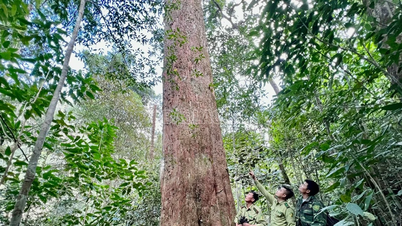 Phê duyệt Đề án Du lịch sinh thái, nghỉ dưỡng, giải trí Khu Bảo tồn thiên nhiên Hoàng liên - Văn Bàn