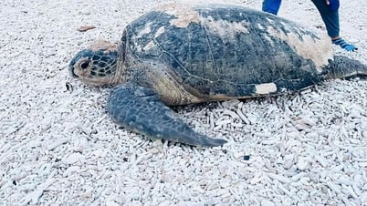 Sauvetage réussi de deux tortues marines prises dans un filet