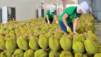 Sầu riêng xuất khẩu sang Trung Quốc giảm sâu, Bộ trưởng Đỗ Đức Duy chỉ đạo loạt giải pháp