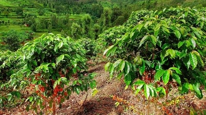 Giá cà phê hôm nay 8/5/2025: Giảm nhẹ hàng loạt