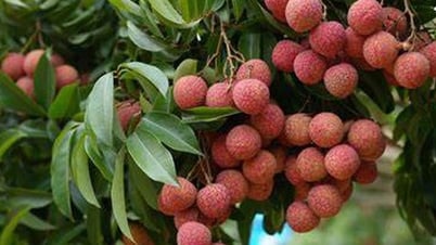 Triển vọng được mùa vải, sẵn sàng cho công tác xuất khẩu