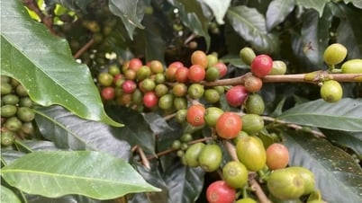 ロブスタコーヒーの価格が1トンあたり5,300ドルを下回る