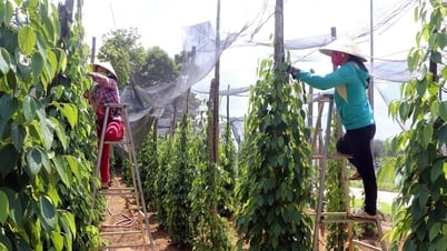 Giá tiêu hôm nay 8/5: Tiếp tục giảm nhẹ