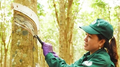Giá cao su hôm nay 8/5: Trong nước ổn định