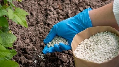 Giá phân bón hôm nay 8/5: Duy trì ổn định